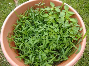 Flower pot with small plants.