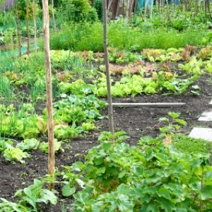 Avoiding Feast And Famine In The Vegetable Garden