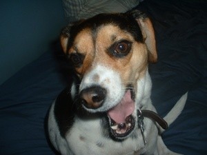 Jess (Jack Russell/Beagle)