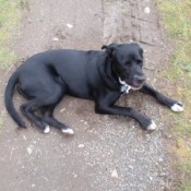 Black dog with white paws.