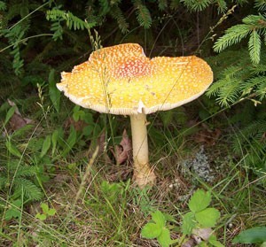 flat yellow mushroom