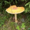 flat yellow mushroom