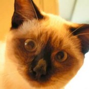 A close up of a Balinese cat.
