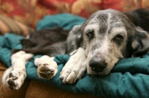 Older dog lying on blanket.