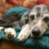 Older dog lying on blanket.