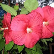 Crimson Beauty (Hibiscus)