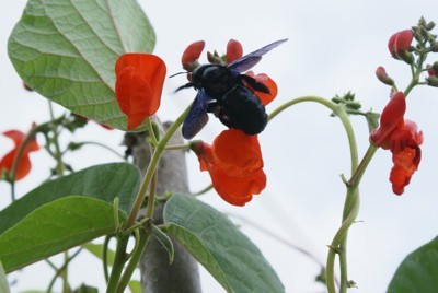 bee on bean plant