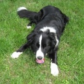 A border collie on the grass.