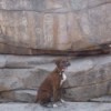 Browning sitting on sandstone ledge in front of pictographs.