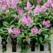 Pruning And Rejuvenating Overgrown Lilacs