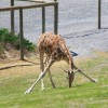 Giraffe At Virginia Safari Zoo