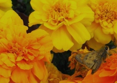 A Moth on marigold flowers