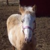 Paint Tennessee Walker filly.