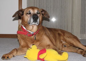 rhodesian ridgeback stuffed animal