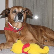 Max with Pooh toy.