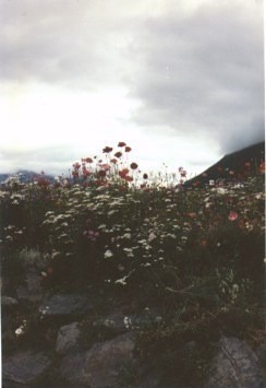 Wildflowers in foreground.