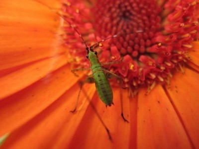 Bug near center of flower.