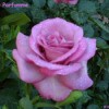 Pink rose, Melody Parfumme..