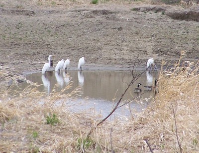 egrets and geese meet