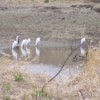 egrets and geese meet