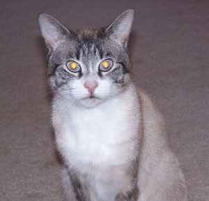 Gray and white tabby and Siamese mix.