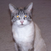 Gray and white tabby and Siamese mix.