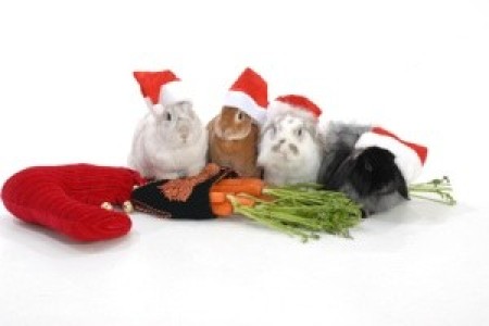 rabbits with Santa hats