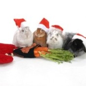 rabbits with Santa hats