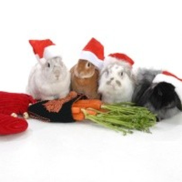 Christmas Treats For Our Beloved Pets | ThriftyFun