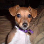 Abby (Chihuahua/Jack Russell)