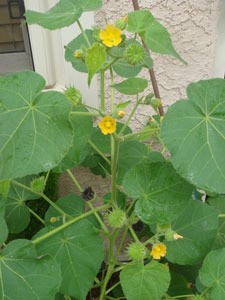 Large leaves with small yellow flowers.