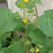 Large leaves with small yellow flowers.