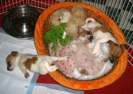 Three Jack Russell puppies asleep.