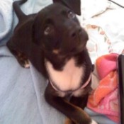 Black puppy with white on chest.