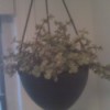 Hanging houseplant.