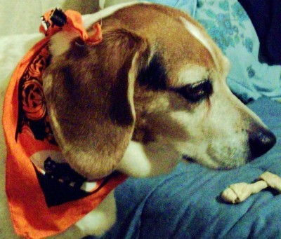 Dog with an orange Halloween print  scarf.
