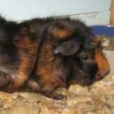 brown and black guinea pig