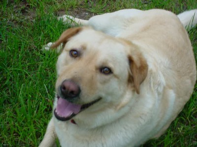 Titus (Yellow Lab/Husky Mix)