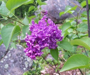 Purple lilac blooms.