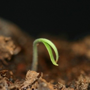 seed germinating