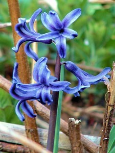 Garden: Hyacinth