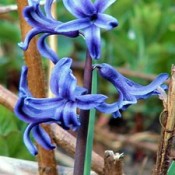Garden: Hyacinth