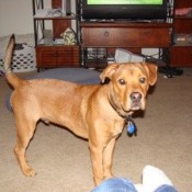 Ridgeback Mix