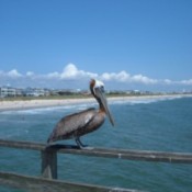 A pelican on a railing near a resort beach.