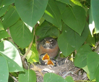 Robin in nest with babies.