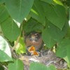 Robin in nest with babies.