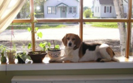 Baxter (Beagle)
