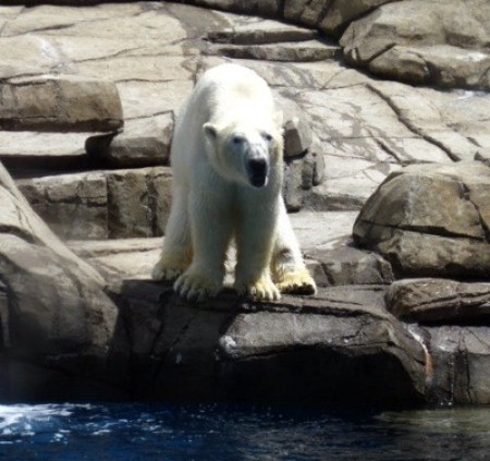 A polar bear at the zoo.