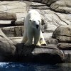 A polar bear at the zoo.