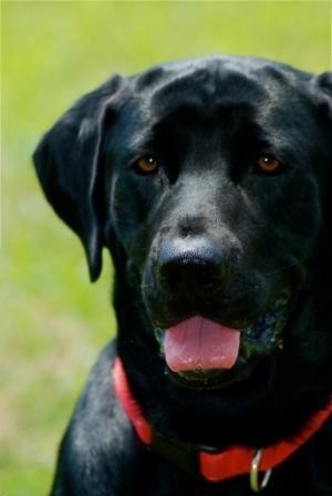 black lab